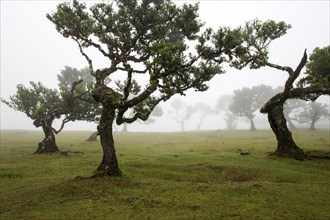 Laurel trees overgrown with moss and plants in the mist, old laurel forest (Laurisilva), stinkwood