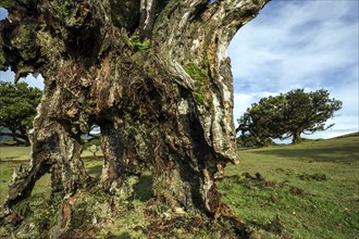 Weathered trunk of an old laurel tree, old laurel forest (Laurisilva), stinkwood (Ocotea foetens),