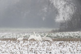 Tundra swans (Cygnus bewickii), Emsland, Lower Saxony, Germany, Europe