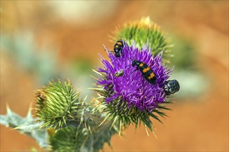 Common bee beetle (Trichodes apiarius), sitting on flowering thistle, Provence, France, Europe