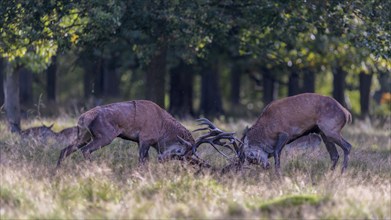 Red deer (Cervus elaphus), rutting fight of two capital stags in a meadow, Zealand, Denmark, Europe