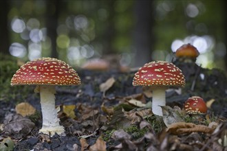 Fly agarics (Amanita muscaria), Emsland, Lower Saxony, Germany, Europe