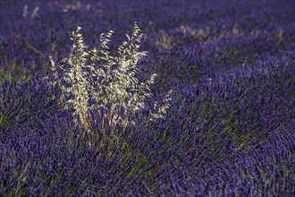 Oat (Avena) standing among flowering common lavender (Lavandula angustifolia) near Valensole,