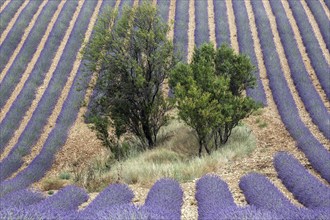 Trees in lavender field, flowering true lavender (Lavandula angustifolia), D56, between Valensole