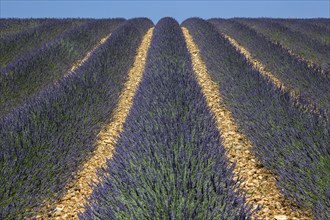 Lavender field, flowering true lavender (Lavandula angustifolia), near Valensole, Provence,