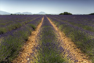 Lavender field, flowering true lavender (Lavandula angustifolia), near Valensole, Provence,