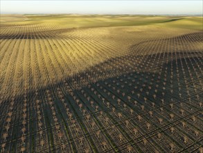 Cultivated young Almond Trees (Prunus dulcis) in the Campiña Cordobesa, the fertile rural area