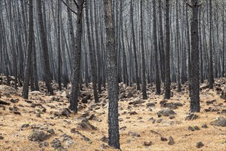 Burned Stone or Umbrella Pines (Pinus pinea) after a forest fire, Sierra Bermeja, Málaga Province,