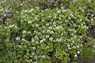 Swedish cornel (Cornus suecica) in the tundra, Lapland, Northern Norway, Norway, Scandinavia,