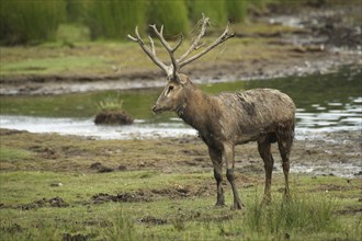 Père david's deer (Elaphurus davidianus) standing on the shore of a lake, captive, southern Sweden,