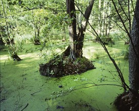 The visit to the landscapes on Ruegen, here on 04.07.1994, often revealed blossoming landscapes