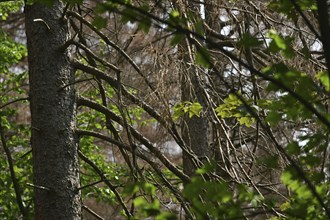 More than 40% of the forest in Sauerland is damaged, but in the Corona crisis many walkers are