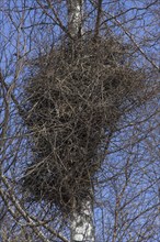 Eurasian magpie (Pica pica), common magpie, bulky nest made of twigs in birch tree in the breeding