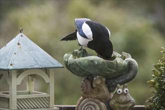 Eurasian Magpie, European Magpie (Pica pica), Common Magpie drinking water from bird bath in garden