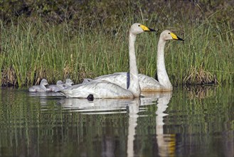 Whooper swan (Cygnus cygnus) parents swimming in lake with cygnets in spring in Scandinavia