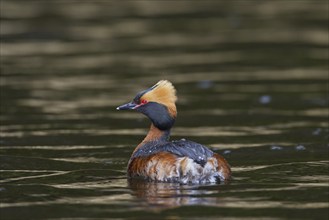 Horned grebe (Podiceps auritus) in breeding plumage swimming in lake