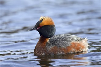 Horned grebe (Podiceps auritus) in breeding plumage swimming in lake