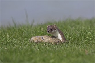 European Stoat, Ermine (Mustela erminea) with killed European Ground Squirrel (Citellus citellus),