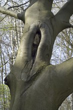 Callus tissue developing around injury in bark of European beech (Fagus sylvatica) tree