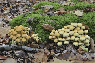 Sulphur tuft, Sulfur tuft fungus, Clustered woodlover (Hypholoma fasciculare)