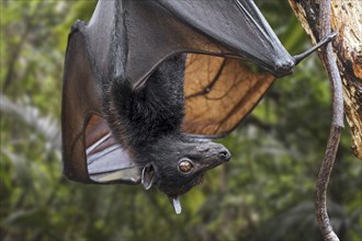 Lyle's flying fox (Pteropus lylei) native to Cambodia, Thailand and Vietnam hanging upside down and