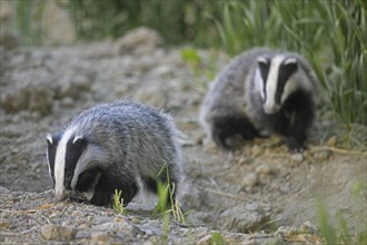 Two young European badgers (Meles meles) juveniles sniffing the earth for earthworms and insects in