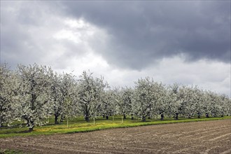 Orchard with cherry trees blossoming (Prunus avium) in spring, Haspengouw, Belgium, Europe