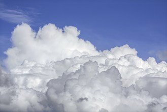 Developping congestus cloud also known as towering cumulus clouds (Cumulus) on a hot thundry day in