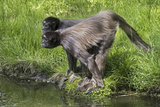 Two brown spider monkeys, variegated spider monkey (Ateles hybridus) at riverbank, native to