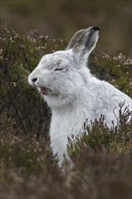 Close-up of mountain hare (Lepus timidus), Alpine hare, snow hare in white winter pelage yawning in