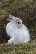 Mountain hare (Lepus timidus), Alpine hare, snow hare in white winter pelage grooming fur in spring