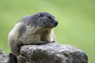 Alpine marmot (Marmota marmota) sitting on rock, Gran Paradiso National Park, Italian Alps, Italy,