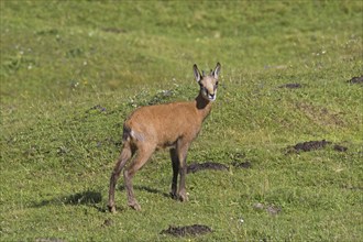 Chamois (Rupicapra rupicapra) young, kid in summer on mountain meadow, Alpine pasture in the