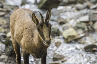 Pyrenean chamois (Rupicapra pyrenaica) foraging along stream in the Pyrenees