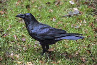 Common raven, northern raven (Corvus corax) walking on the ground in grassland