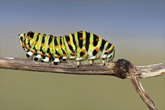 Old World Swallowtail (Papilio machaon) caterpillar, Lorraine, France, Europe