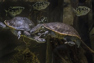 Couple of Roti Island snake-necked turtles, McCord's snakeneck turtle (Chelodina mccordi) swimming