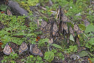 Monarchs, monarch butterflies (Danaus plexippus) overwintering at the Monarch Butterfly Biosphere