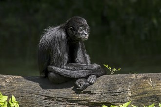 Colombian spider monkey (Ateles fusciceps rufiventris) native to Colombia and Panama