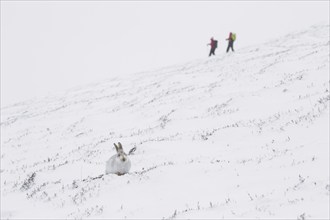 Mountain hare (Lepus timidus), Alpine hare, snow hare in white winter pelage and hikers in the