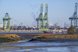 Antwerp port an breach in dike creating salt marsh in the Western Scheldt estuary at nature reserve