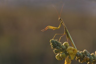 European Mantis or Praying Mantis (Mantis religiosa), Burgenland, Austria, Europe