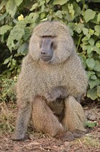 Yellow Baboon (Papio cynocephalus), Ngorongoro Conservation Area, Tanzania, Africa