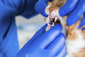 Examination of the cat's mouth and teeth. Veterinary medicine concept. Fat ginger cat.