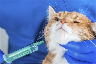 Image of a ginger cat at the time of vaccination. Veterinary medicine concept.