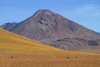 Vicunias (Vicugna vicugna) (Llama vicugna), Vicuna, Altiplano, Chile, South America