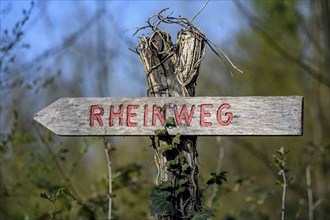 Signposting Rhine Trail, Cycle and Hiking Trail in the Altrheinauen on the Upper Rhine, near