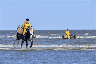 Horse fishermen catching Brown shrimp (Crangon crangon), Koksijde, North Sea coast, province of