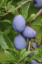 Ripe Plums (Prunus domestica) hanging on the tree, near Bühl, Rastatt district, Black Forest,