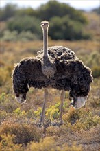 South african ostrich (Struthio camelus australis), female, Oudtshoorn, Klein Karoo, South Africa,